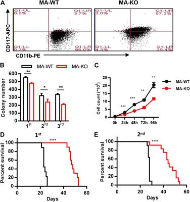 Loss of FGFR3 Delays Acute Myeloid Leukemogenesis by Programming Weakly Pathogenic CD117-Positive Leukemia Stem-Like Cells